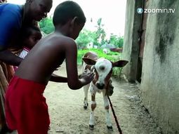 india: rinden culto a un ternero con tres ojos india: rinden culto a un ternero con tres ojos