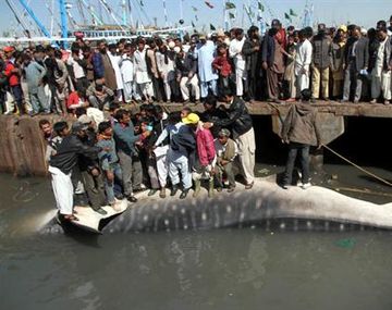 Tiburon gigante en Pakistán