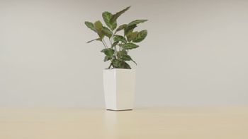 cultivan planta que puede cargar los celulares cultivan planta que puede cargar los celulares