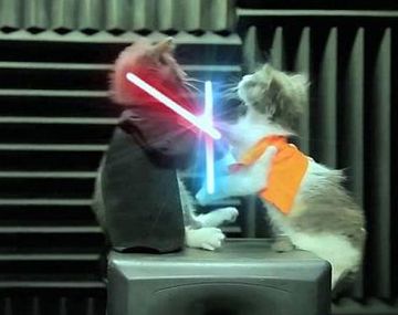 Jeddy kittens