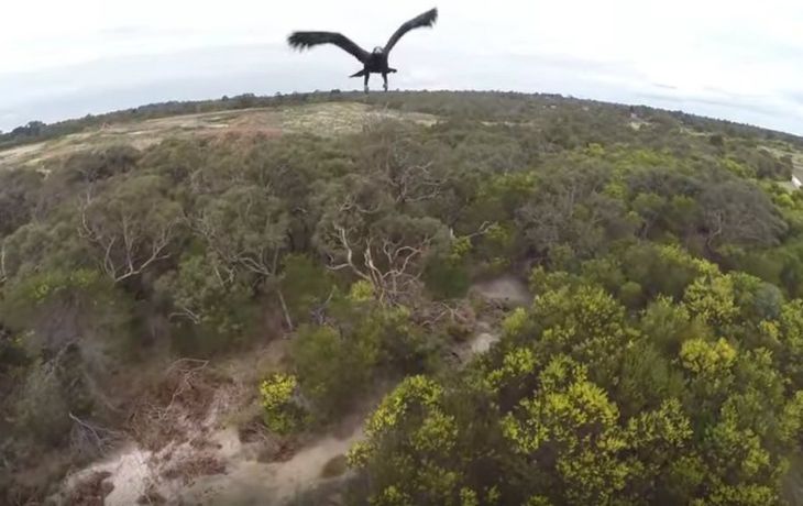Un águila guerrera derribó a un drone