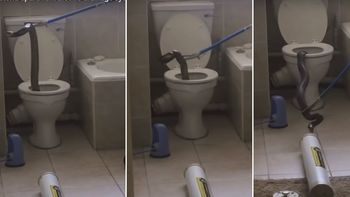 Sacan una inmensa víbora de un inodoro Sacan una inmensa víbora de un inodoro