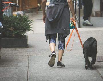 Lavandina y horarios recomendados: cómo pasear a los perros en el aislamiento social