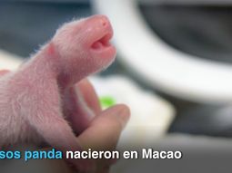 nacieron gemelos de oso panda gigante en china nacieron gemelos de oso panda gigante en china