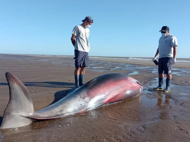 Sorpresa en San Clemente por la aparición de un zifio
