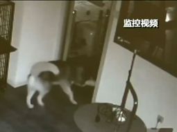 Un perro se escapa de su celda en la perrera Un perro se escapa de su celda en la perrera