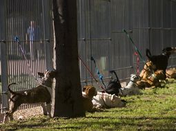 Paseadores Paseadores