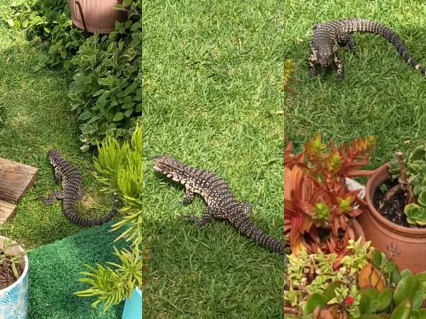 Un lagarto overo eligió una casa de La Plata como su hogar: Viene una vez por semana a comer
