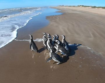 Animales sin cuarentena: diez pingüinos pudieron regresar al mar tras ser rescatados