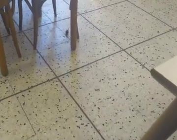 El roedor sorprendió a los clientes