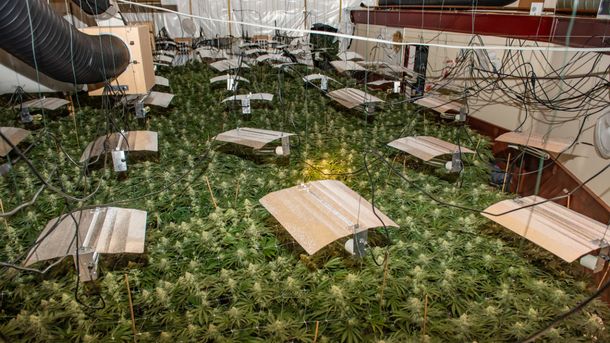 Golpe de suerte: encontraron una plantación de marihuana en un bingo abandonado