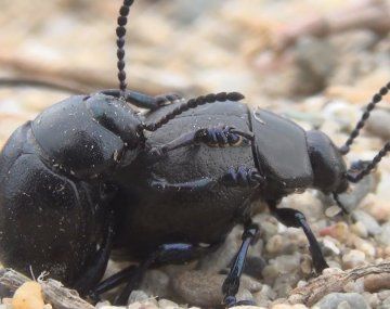 Sexo oral entre escarabajos: las imágenes