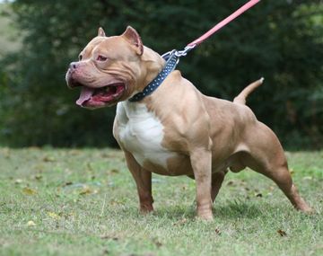 Otra vez un pitbull: un nene fue atacado por un perro cuando iba a la escuela