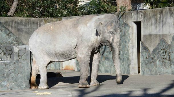 Murió el elefante más viejo de Japón después de pasar 67 años en soledad