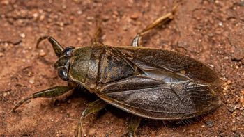 alerta en el amba por una invasion de bichos: que son y como combatirlos alerta en el amba por una invasion de bichos: que son y como combatirlos