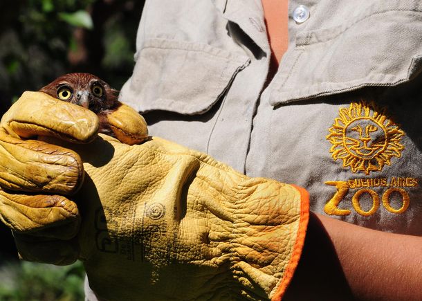 El Zoológico porteño liberará el domingo a seis aves rapaces