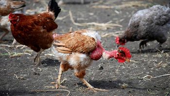 El gallo, rodeado de las gallinas con la eligió vivir. Foto diario El Tribuno. El gallo, rodeado de las gallinas con la eligió vivir. Foto diario El Tribuno.