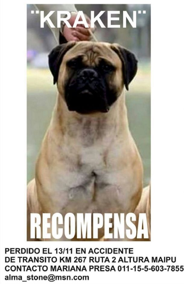 Desesperada búsqueda de un perro que se perdió tras un choque