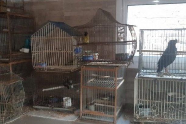 Detienen a un hombre por tener aves exóticas maltratadas en su casa de Monte Castro