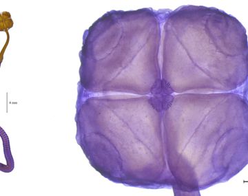 La nueva especie reconocida, Acanthobothrium goleketen, es un cestode o gusano plano pariente de la conocida “lombriz solitaria”.