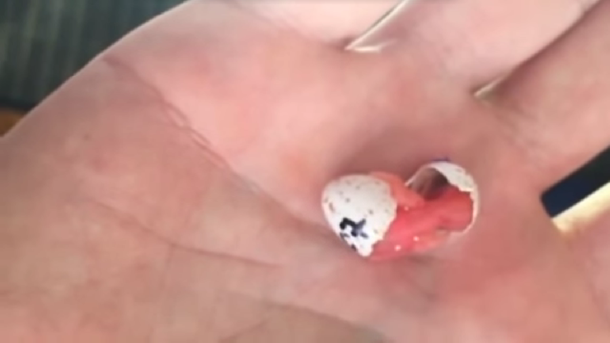 Grabó el nacimiento de un pájaro en la palma de una mano