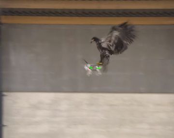 Policía holandesa entrena águilas para cazar drones