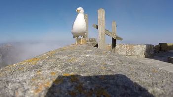 mira como una gaviota se llevo una camara mira como una gaviota se llevo una camara