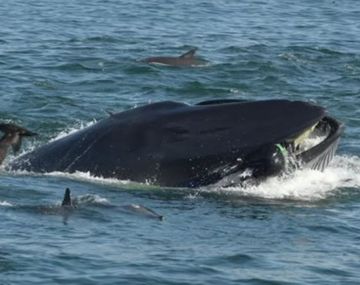 ¡Increíble! Una ballena se tragó a un fotógrafo y después lo devolvió vivo