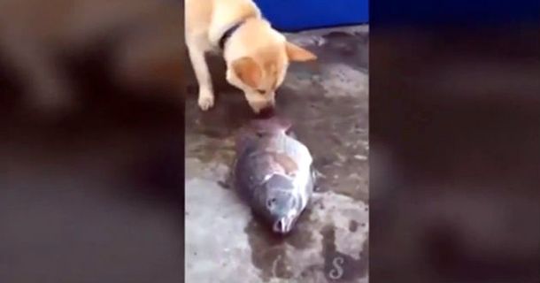VIDEO: Un perro intenta salvar a unos peces de la muerte