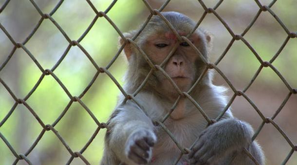Un mono fue capturado y encarcelado por ladrón en la India