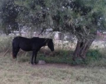 Niño murió arrastrado por un caballo