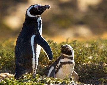Furor por el nuevo streaming del CONICET: cómo ver en vivo a los pingüinos de Magallanes