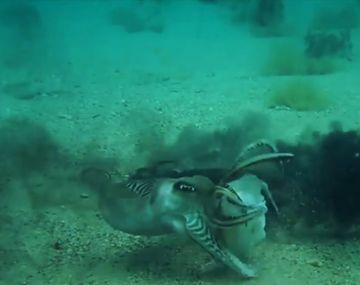 La dura pelea entre dos sepias por celos