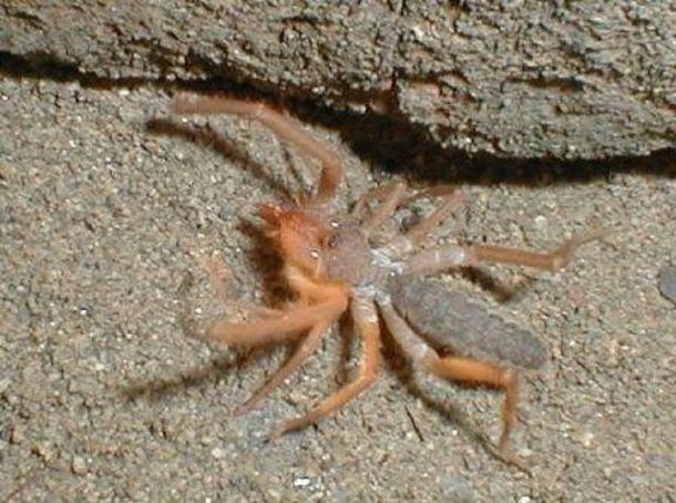 Descubrieron una nueva especie de araña camello que comería carne humana