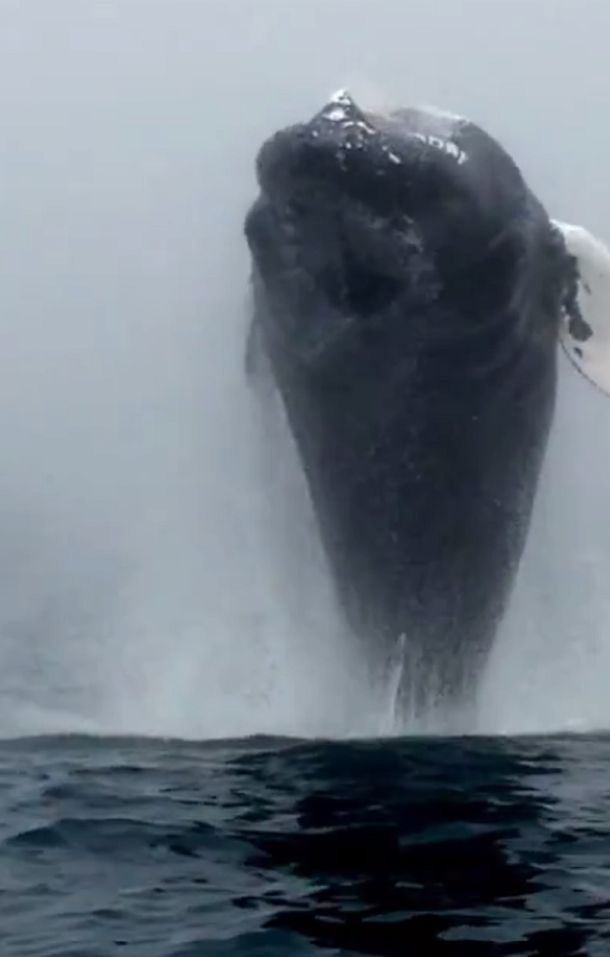 Un turista filmó el impresionante salto de una ballena
