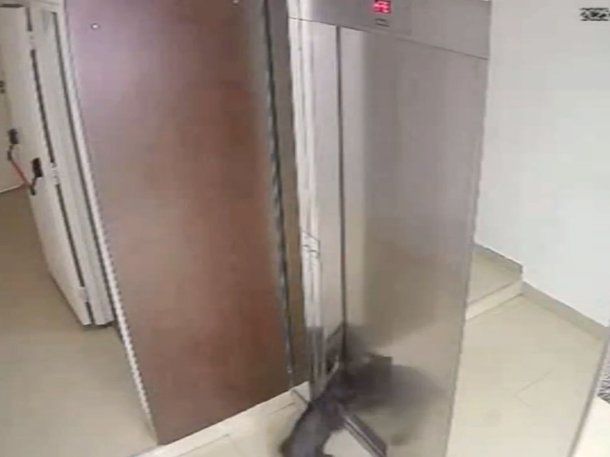 Milagro en Villa Crespo: un vecino salvó a un perro de morir estrangulado