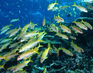 Los peces tendrán que emigrar o morir