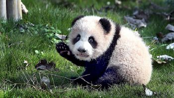 Peanut, el panda bebé que dio sus primeros pasos Peanut, el panda bebé que dio sus primeros pasos