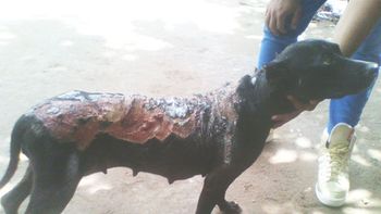 crueldad extrema: le tiraron acido a una perra prenada crueldad extrema: le tiraron acido a una perra prenada