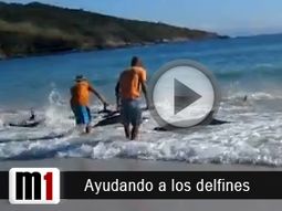 el salvataje de unos 30 delfines encallados, nuevo viral en la web el salvataje de unos 30 delfines encallados, nuevo viral en la web