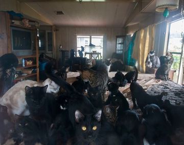 Una mujer tiene más de 65 gatos como rehenes en su casa abandonada