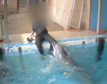 Investigan un caso de abuso sexual a un delfín 