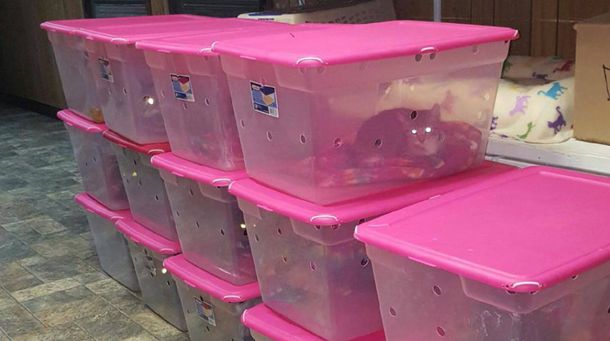 Los gatos tenían un buen estado de salud Los gatos tenían un buen estado de salud