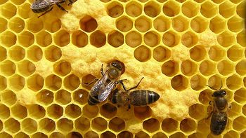 murio al tratar de masturbarse con un panal de abejas murio al tratar de masturbarse con un panal de abejas