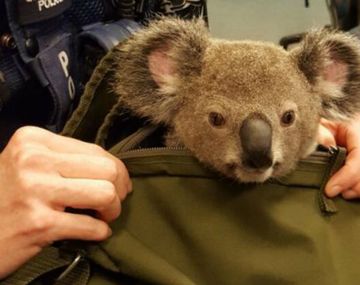 El pobre koala vivió el viaje de su vida