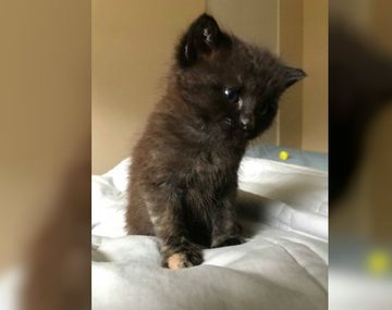 Burrito es uno en un millón