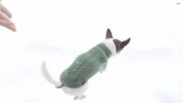 Un video explica por qué los chihuahuas no corren en la nieve