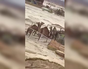 VIDEO: Un grupo de camellos la pasa mal por una inundación en el desierto