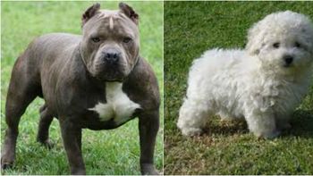 horror: mato de un hachazo al pitbull de su vecina porque se comio a su caniche horror: mato de un hachazo al pitbull de su vecina porque se comio a su caniche