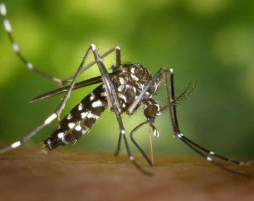Histórico brote de dengue: ya son más de 230 mil los casos y 161 muertes